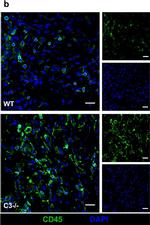 Rabbit IgG (H+L) Highly Cross-Adsorbed Secondary Antibody in Immunocytochemistry (ICC/IF)