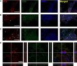 Rat IgG (H+L) Highly Cross-Adsorbed Secondary Antibody in Immunohistochemistry (Frozen) (IHC (F))