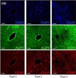 Chicken IgY (H+L) Secondary Antibody in Immunohistochemistry (IHC)