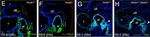 Rabbit IgG (H+L) Cross-Adsorbed Secondary Antibody in Immunohistochemistry (Paraffin) (IHC (P))