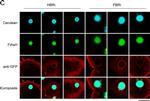 Rabbit IgG (H+L) Cross-Adsorbed Secondary Antibody in Immunocytochemistry (ICC/IF)