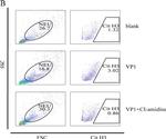 Rabbit IgG (H+L) Cross-Adsorbed Secondary Antibody in Flow Cytometry (Flow)