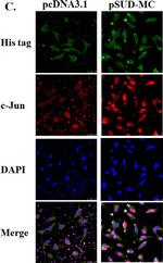 Rabbit IgG (H+L) Cross-Adsorbed Secondary Antibody in Immunocytochemistry (ICC/IF)