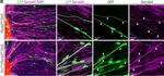 Goat IgG (H+L) Cross-Adsorbed Secondary Antibody in Immunocytochemistry (ICC/IF)