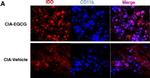 Rat IgG (H+L) Cross-Adsorbed Secondary Antibody in Immunohistochemistry (Frozen) (IHC (F))