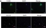 Rat IgG (H+L) Cross-Adsorbed Secondary Antibody in Immunocytochemistry (ICC/IF)