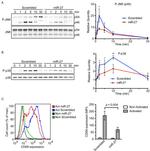 CD69 Antibody in Flow Cytometry (Flow)