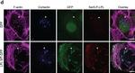 Mouse IgG (H+L) Cross-Adsorbed Secondary Antibody in Immunocytochemistry (ICC/IF)