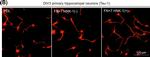 Mouse IgG (H+L) Highly Cross-Adsorbed Secondary Antibody in Immunocytochemistry (ICC/IF)