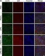 Mouse IgG (H+L) Highly Cross-Adsorbed Secondary Antibody in Immunohistochemistry (PFA fixed) (IHC (PFA))