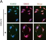 Mouse IgG (H+L) Highly Cross-Adsorbed Secondary Antibody in Immunocytochemistry (ICC/IF)