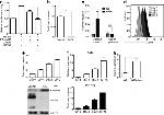 CD41a Antibody in Flow Cytometry (Flow)