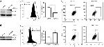 CD41a Antibody in Flow Cytometry (Flow)