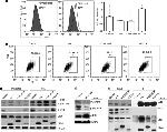 CD41a Antibody in Flow Cytometry (Flow)