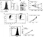 CD41a Antibody in Flow Cytometry (Flow)