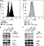 CD41a Antibody in Flow Cytometry (Flow)