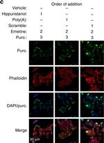 Mouse IgG (H+L) Cross-Adsorbed Secondary Antibody in Immunocytochemistry (ICC/IF)