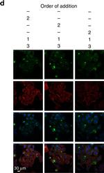 Mouse IgG (H+L) Cross-Adsorbed Secondary Antibody in Immunocytochemistry (ICC/IF)