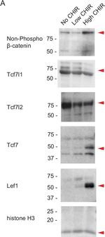 Mouse IgG1 Cross-Adsorbed Secondary Antibody in Western Blot (WB)