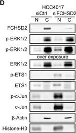 Rabbit IgG (H+L) Cross-Adsorbed Secondary Antibody in Western Blot (WB)