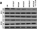 Rabbit IgG (H+L) Cross-Adsorbed Secondary Antibody in Western Blot (WB)