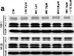 Mouse IgG (H+L) Cross-Adsorbed Secondary Antibody in Western Blot (WB)