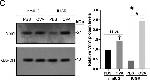 Rabbit IgG (H+L) Cross-Adsorbed Secondary Antibody in Western Blot (WB)