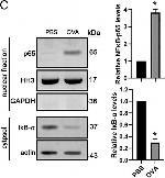 Rabbit IgG (H+L) Cross-Adsorbed Secondary Antibody in Western Blot (WB)