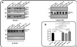 Rabbit IgG (H+L) Cross-Adsorbed Secondary Antibody in Western Blot (WB)