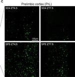 Rabbit IgG (H+L) Secondary Antibody in Immunohistochemistry (Frozen) (IHC (F))