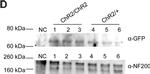 Rabbit IgG (H+L) Secondary Antibody in Western Blot (WB)