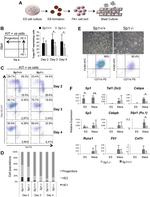 CD202b (TIE2) Antibody in Flow Cytometry (Flow)