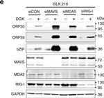 Mouse IgG (H+L) Secondary Antibody in Western Blot (WB)