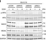 Mouse IgG (H+L) Secondary Antibody in Western Blot (WB)