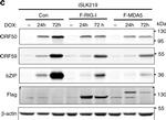 Mouse IgG (H+L) Secondary Antibody in Western Blot (WB)