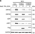 Mouse IgG (H+L) Secondary Antibody in Western Blot (WB)