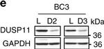 Rabbit IgG (Heavy Chain) Secondary Antibody in Western Blot (WB)