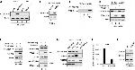 Mouse IgG (H+L) Highly Cross-Adsorbed Secondary Antibody in Western Blot (WB)