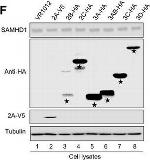 Mouse IgG (H+L) Highly Cross-Adsorbed Secondary Antibody in Western Blot (WB)