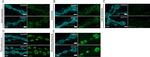 Mouse IgG (H+L) Highly Cross-Adsorbed Secondary Antibody in Immunocytochemistry (ICC/IF)