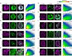 Mouse IgG (H+L) Highly Cross-Adsorbed Secondary Antibody in Immunocytochemistry (ICC/IF)