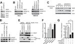 RASSF1A Antibody in Western Blot, Immunoprecipitation (WB, IP)