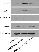 Mouse IgG (H+L) Highly Cross-Adsorbed Secondary Antibody in Western Blot (WB)