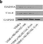 Mouse IgG (H+L) Highly Cross-Adsorbed Secondary Antibody in Western Blot (WB)