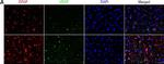 Mouse IgG (H+L) Highly Cross-Adsorbed Secondary Antibody in Immunohistochemistry (Frozen) (IHC (F))