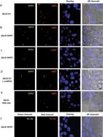 Mouse IgG (H+L) Highly Cross-Adsorbed Secondary Antibody in Immunocytochemistry (ICC/IF)