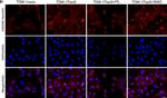 Rabbit IgG (H+L) Highly Cross-Adsorbed Secondary Antibody in Immunocytochemistry (ICC/IF)