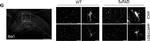 Rabbit IgG (H+L) Highly Cross-Adsorbed Secondary Antibody in Immunohistochemistry (IHC)