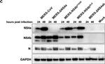 Mouse IgG (H+L) Secondary Antibody in Western Blot (WB)