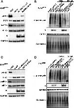 Mouse IgG (H+L) Secondary Antibody in Western Blot (WB)